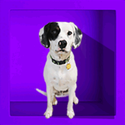 This box has a dog on it, if you hover over the box with your mouse, the dog will wiggle its tail and blink with its eyes. If you hover over it, another purple box appears next to it what says: 'Can I even get a mortgage?' There is a video link to the answer.